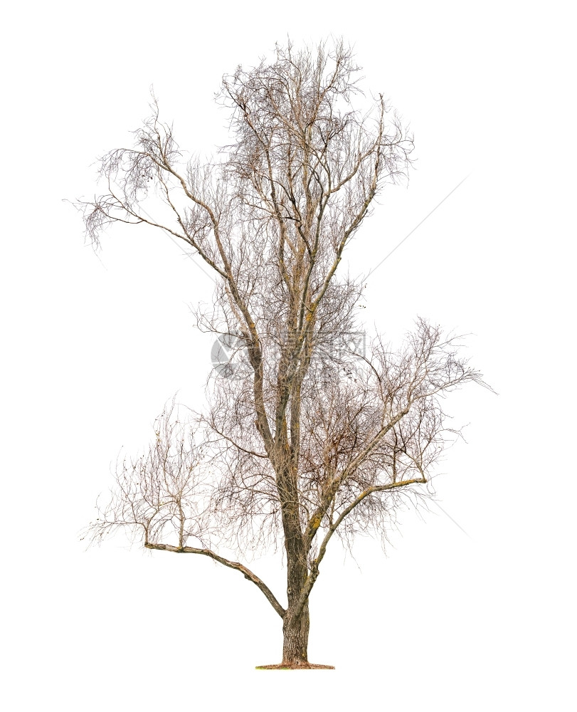 长树大不叶上有许多细小的枝条木制植物图片