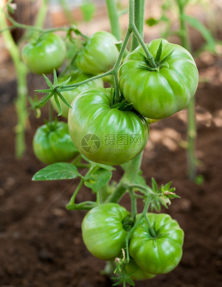 花园在温室中生长的绿色淡西红柿栽培暖房图片