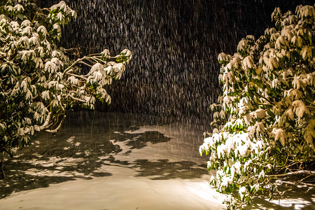 晚上在森林里下雪绿树覆盖晚上在森林里下雪绿树覆盖场景色下雪的图片