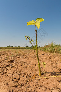 土壤大戟植物西非日益壮大的麻风树苗栽种干旱地图片