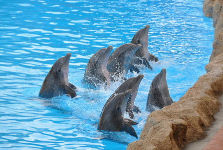 海洋鲸类豚秀水族馆图片