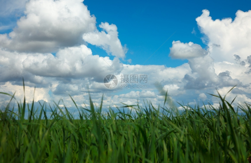 草地景观绿色已立蓝天空和白云的草图片