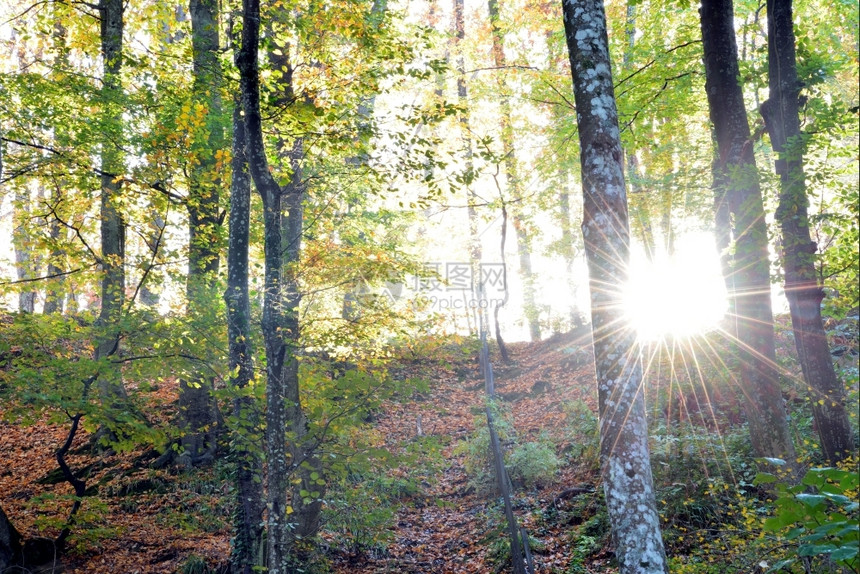秋雾之日的魔法阳光乡村季节秋天图片