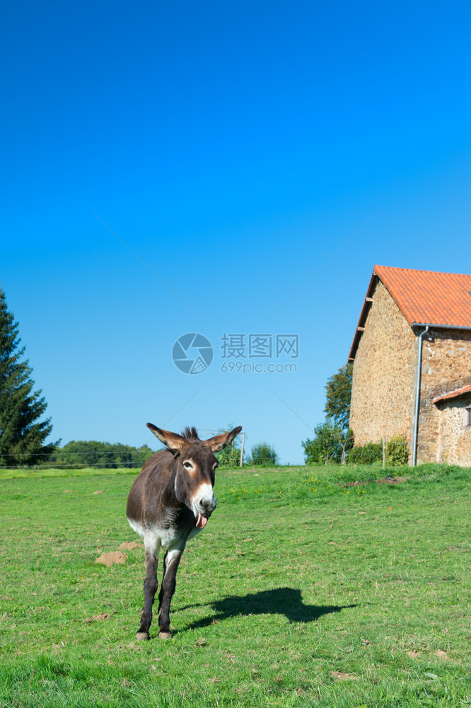 夏天农场前面草地里的驴子稳定放牧图片