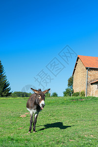夏天农场前面草地里的驴子稳定放牧图片