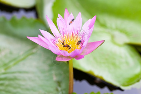 莲花上的蜜蜂图片