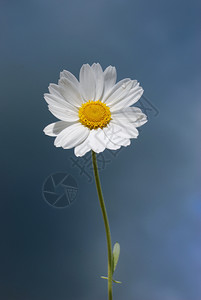 蓝天下的白色雏菊图片