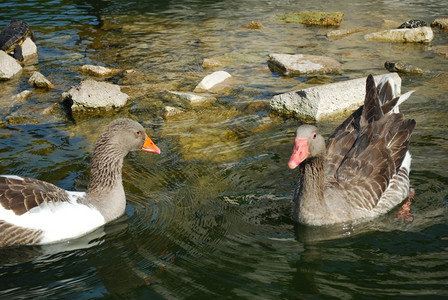 水里游泳快乐的鸭子图片