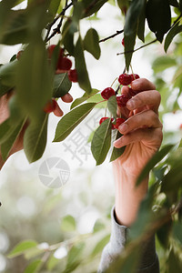 农场手水果从树上摘樱桃莓的年轻人图片
