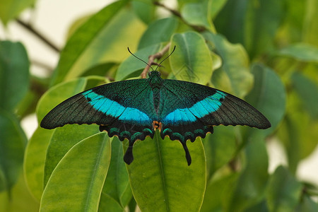 西古尔达生物满的绿蝴蝶Papiliopalinurus翡翠燕尾孔雀绿带在温室植物的叶子上休息特写照片背景图片