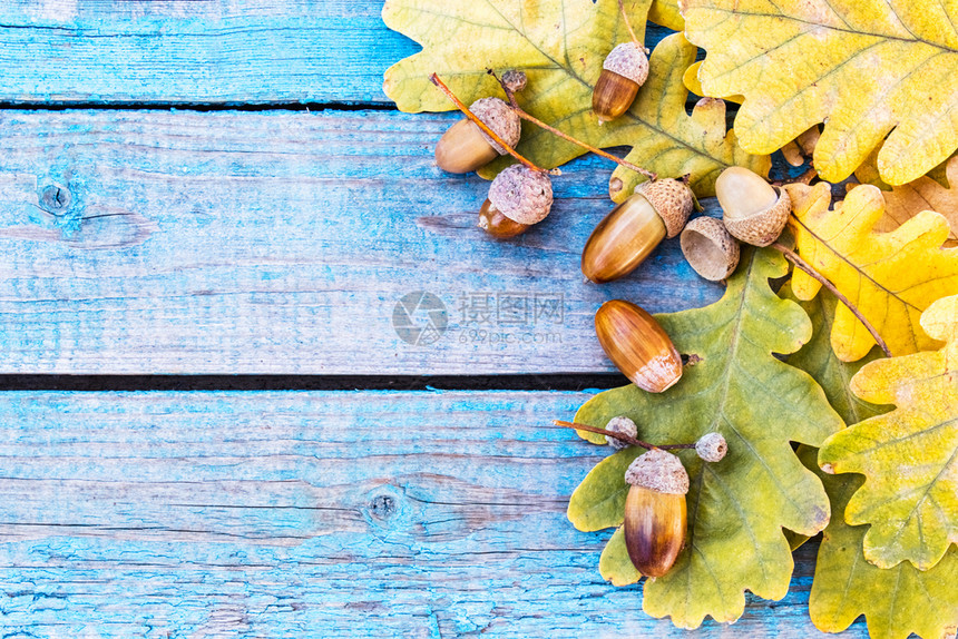 植物树季节蓝色旧板上的秋橡子和黄叶背景与秋橡子特写蓝色旧板上的秋橡子和黄叶图片