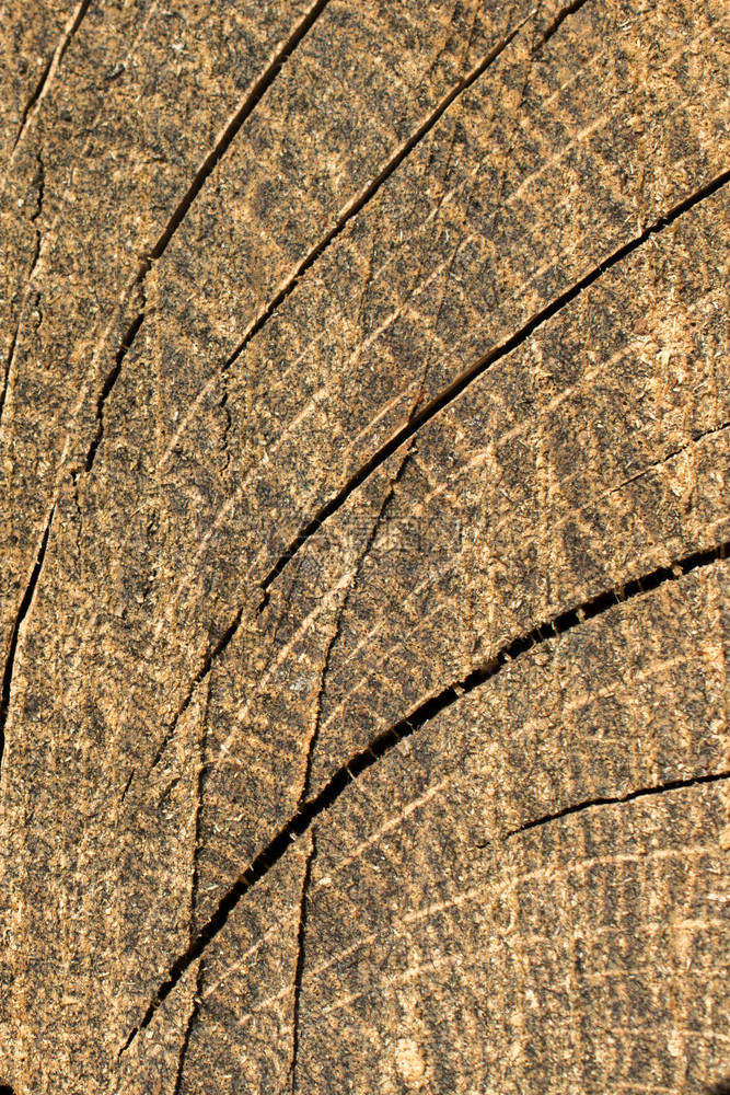 剪切树桩表面作为背景纹理日志老的一种图片