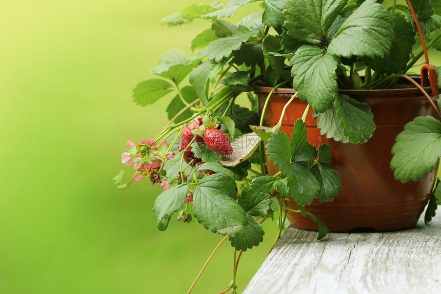 白色的年轻甜花盆中阿尔卑斯草莓植物绿底的粉红色花朵盆中的阿卑斯草莓植物绿背面的粉红花图片