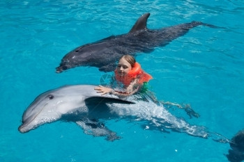 安全小女孩在游泳池和两只海豚游泳浪幸福图片