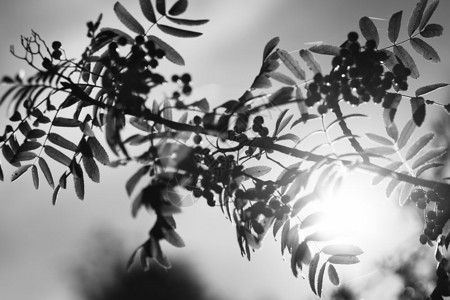 直射阳光背景中的黑白灰莓hd直射阳光背景中的黑白灰莓太阳文章植物图片
