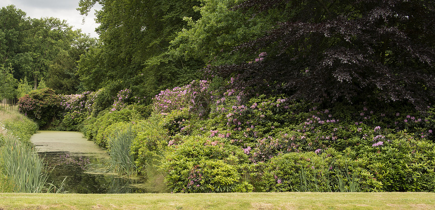 上市绿地盛开英国花园配有罗多登德伦植物和花朵图片