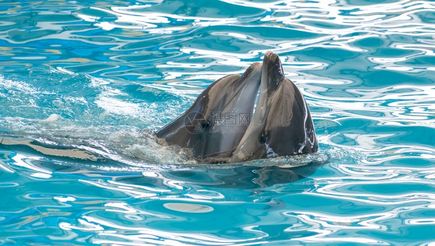 海豚在水族馆里玩耍图片