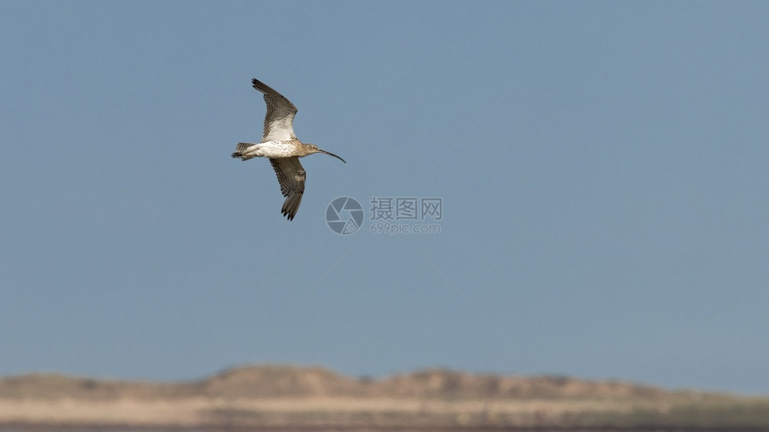 栖息地观鸟荒野在英国诺福克海岸线上空飞行的一只独Curlew小鸟图片