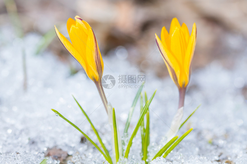 冰白色的在雪中盛开两座黄色红树林花瓣图片