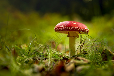 一部美丽的阿玛尼塔蘑菇复制户外毒图片