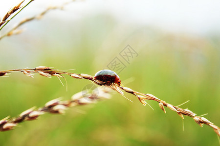 生活花园母虫在草地上行走夏天图片