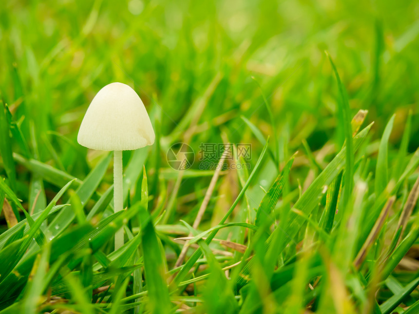 福吉晨间蘑菇叶子早精美的图片