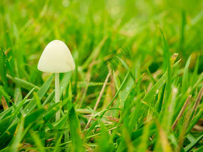 福吉晨间蘑菇叶子早精美的图片