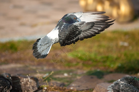 动物哥伦巴城市渡鸽从野生岩落下旅游图片