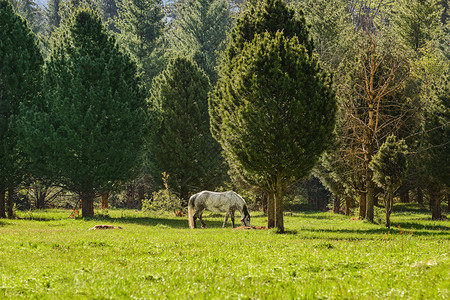 马在森林附近的草坪上放牧马在森林附近针叶树宁静吃草图片