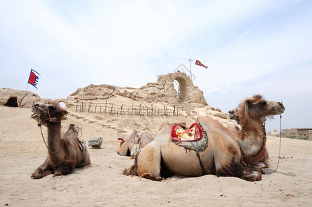 文化景观东坐在古老城堡前的骆驼风景图片