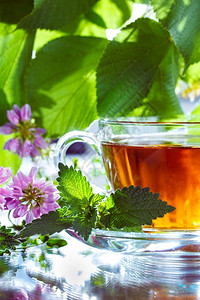 有香味的含薄荷草药茶健康香气图片
