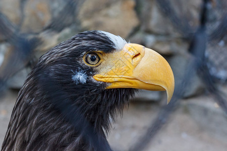 鹘鹰在动物园的笼子里鸟舍喙图片