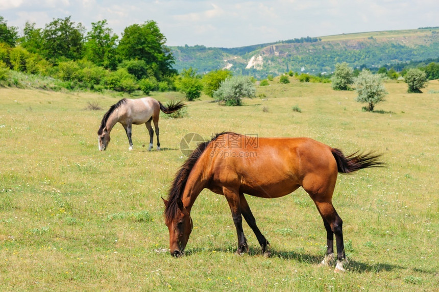 乡村的自然红马在草地上放牧红马在草地上放牧骘图片