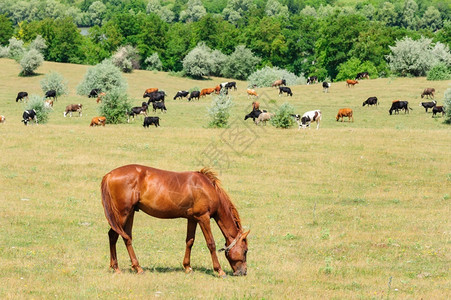 摩尔多瓦外部红马在草地上放牧红马在草地上放牧乡村的图片