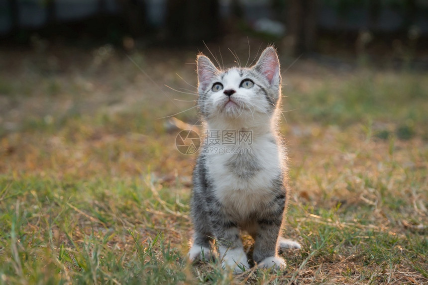 坐在花园里的小猫咪图片