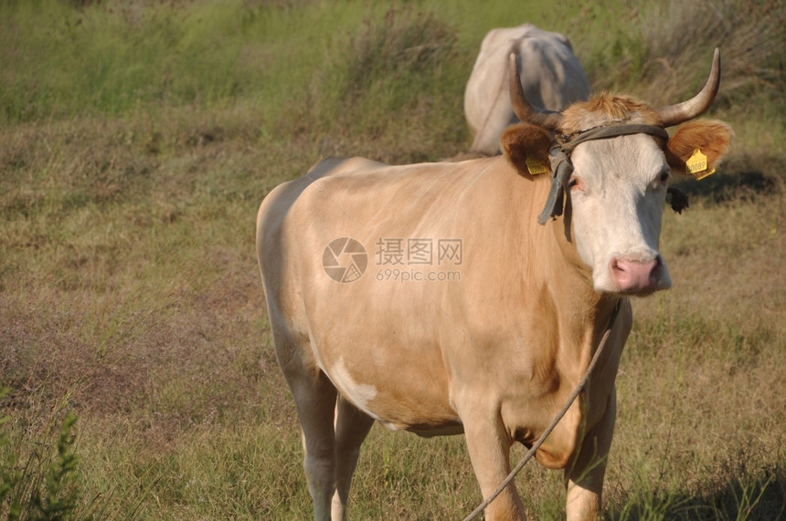 乳房常设在一个田地里安静的棕色奶牛看着镜头户外图片