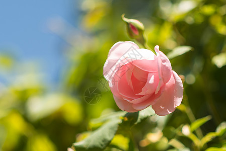 蔡司镜片假期粉红在绿色蓝背景下升起花的白色背景