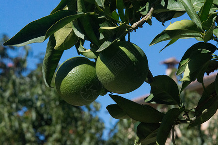 晴天夏令在西班牙马洛卡Mallorca的阳光明媚下午树上熟的绿橙子色背景图片