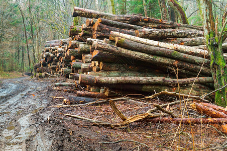 生产树木沿路砍堆在林里的原木堆在树林里的日志沿路砍树生态图片
