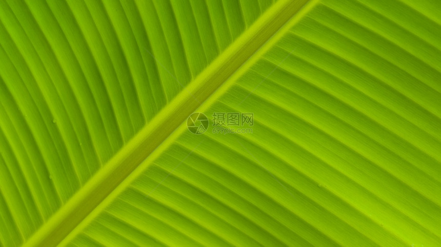 叶子新鲜的质地在绿香蕉叶表面贴近绿色平行的树条以形成健康的绿色树叶背景概念草原背景概念图片