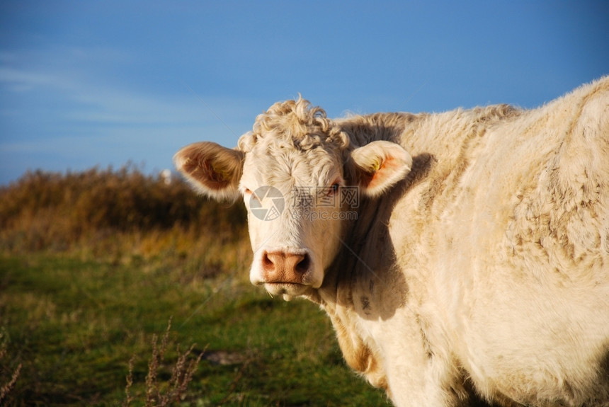 紧贴着一头白色太阳光的奶牛天然背景以秋色为颜蓝的场地农村图片