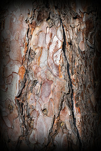 皮肤质地树干上的皮纹理植物背景图片