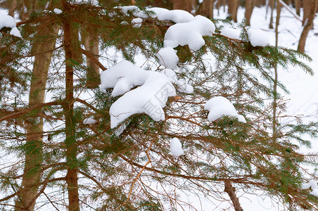 场景森林里的雪冷杉树枝上的雪森林里冬天冷杉树枝上的雪森林里冬天雪新下图片