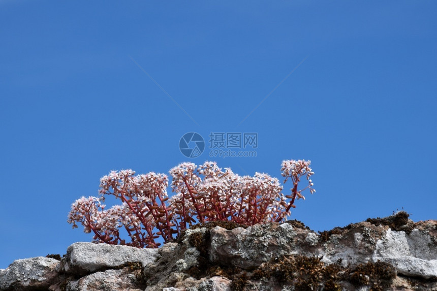 生长花园紧靠蓝天的白石本植物美丽的图片