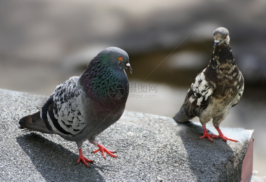 丰富多彩的喙动物群两只鸽子在屋顶上飞鸟春舞图片