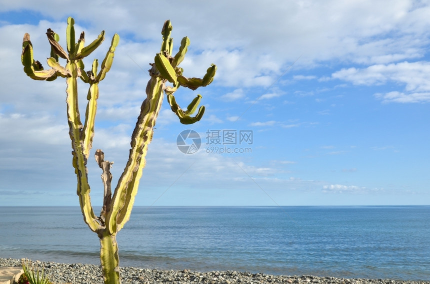 夏天西班牙加那利群岛大西洋沿岸单一仙人掌的岛屿锋利的图片