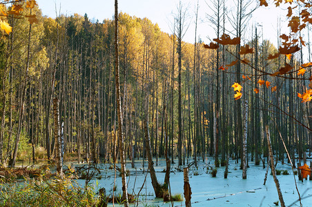 环境池塘日出秋天的沼泽湿地风景秋天的沼泽图片