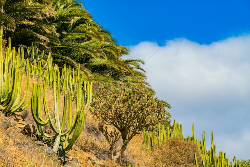 绿色山上的仙人掌和棕榈树与蓝天西班牙特内里费岛的云彩山上仙人掌和棕榈树与蓝天西班牙特内里费岛的云彩屿旅行图片