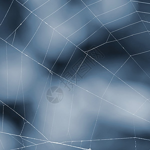 露自然动物美丽的蜘蛛网背景Microshot图片