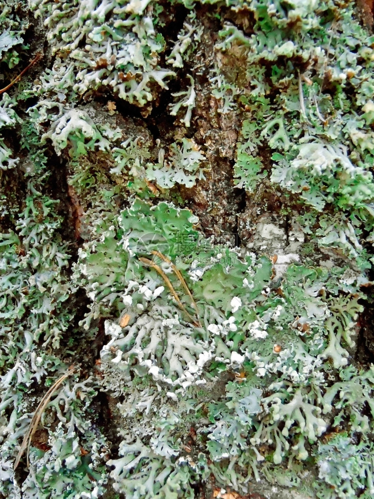 旧的苔藓生长古老树皮上的毛和地衣自然背景图片